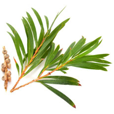 ByOrgMeans 茶樹精油 (有機) GEO1156