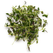 ByOrgMeans 百里香精油(有機) GEO1157 ByOrgMeans 百里香精油(有機) GEO1157
