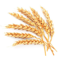 ByOrgMeans 小麥胚芽油(有機) GCO4023